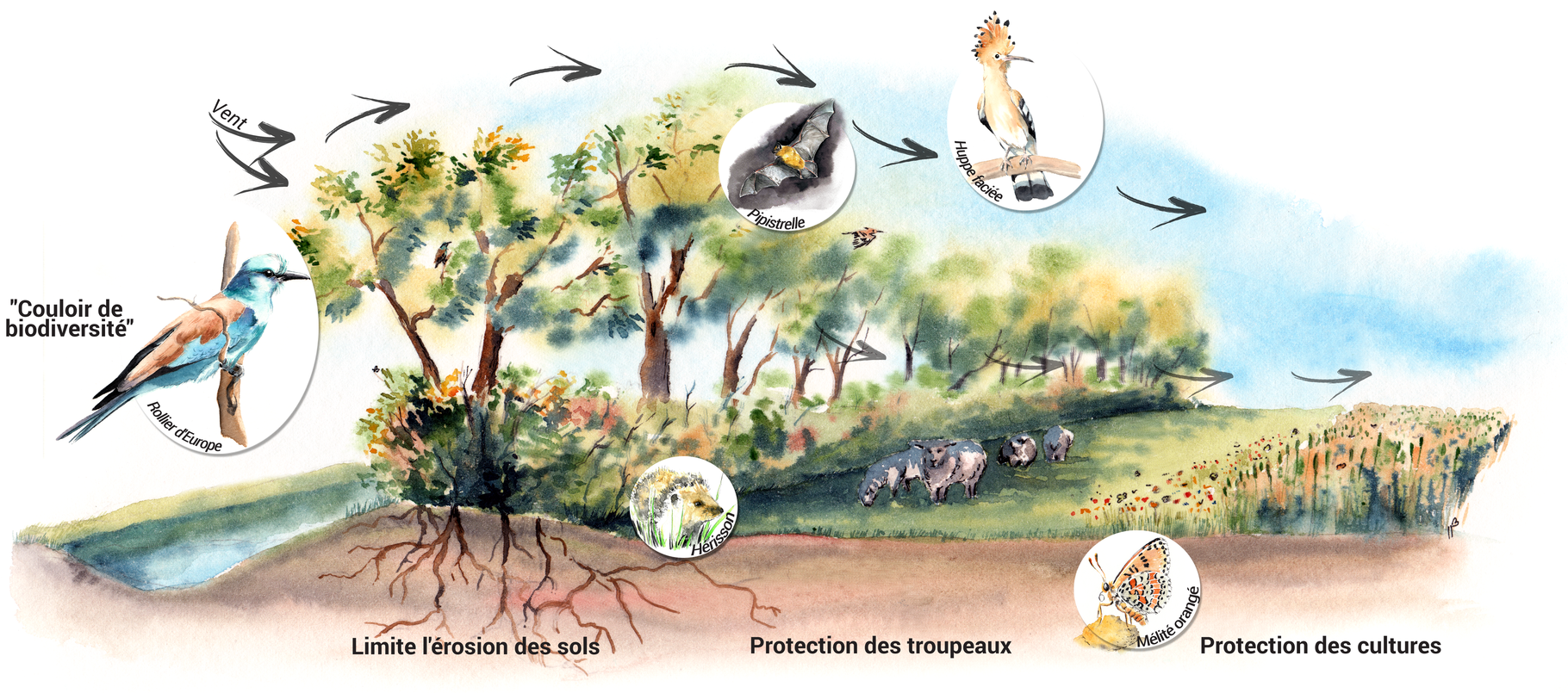 Les rôles d'une haie bocagère - (c)ANT - Atelier Nature & Territoires 