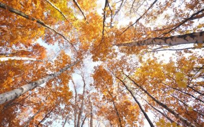 Soirée Ciné-Echanges : Les arbres, l’agriculture bio, le changement climatique