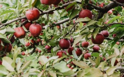 Atelier Taille de fruitiers